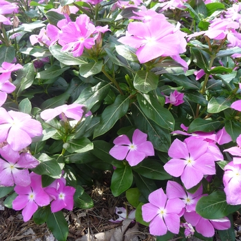 Catharanthus roseus 'Cora Deep Lavender' - Annual Vinca; Periwinkle