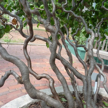 Corylus avellana 'Contorta' - Harry Lauder's Walking Stick