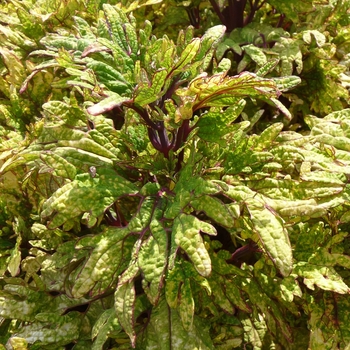 Solenostemon scutelleriodes 'Mint Mocha' - Mint Mocha Coleus