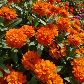 Zinnia hydrid 'Profusion Fire' - Zinnia