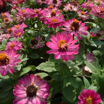Zinnia hybrid 'Profusion Double Cherry' - Zinnia