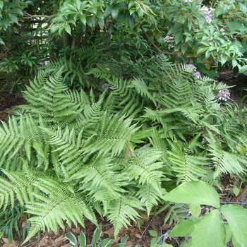 Dryopteris erythrosora - Autumn Fern