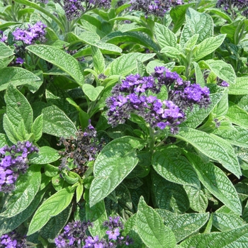 Helioptrope arborescens 'Scentropia Dark Blue' - Helioptrope