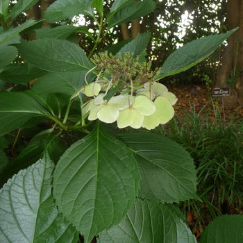 Hydrangea macrophylla 'Hadsbury' - Big Leaf Hydrangea