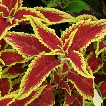 Coleus 'Defiance' - Coleus