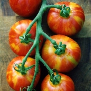 Lycopersicon 'Mr. Stripey' - Heirloom Tomato