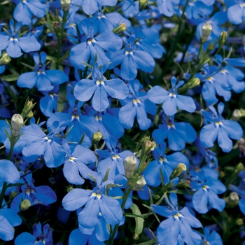 Lobelia - Lucia® Dark Blue