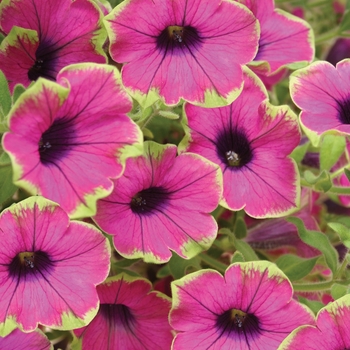 Petunia - Supertunia® Pretty Much Picasso