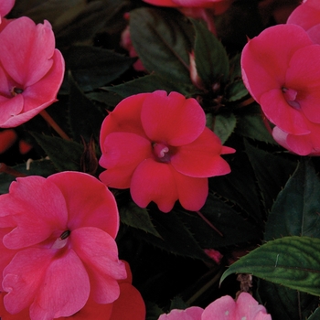 Impatiens 'Deep Rose' - SunPatiens® Compact 