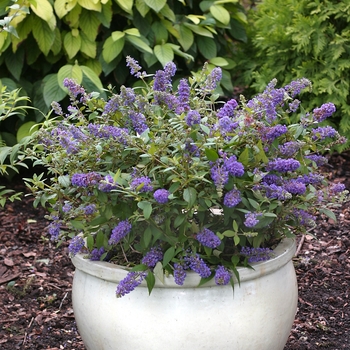 Buddleia 'Blue Chip' - Lo&Behold®Butterfly Bush