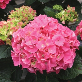 Bigleaf Hydrangea - Cityline™Vienna