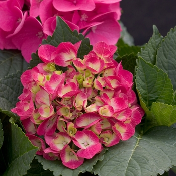 Bigleaf Hydrangea - Cityline™Paris