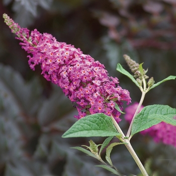 Buddleia davidii - 'Miss Ruby'