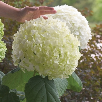 Hydrangea arborescens - Incrediball® Smooth Hydrangea