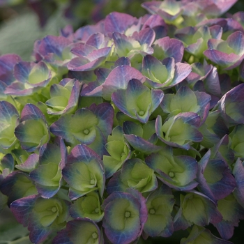 Hydrangea - Cityline™ Rio