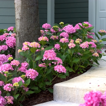 Bigleaf Hydrangea - Let's Dance®Moonlight