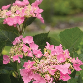 Bigleaf Hydrangea - Let's Dance®Starlight