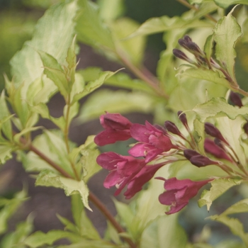 Weigela - Ghost™