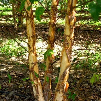 Betula nigra 'Dura Heat®' - Dura Heat ®Birch Tree