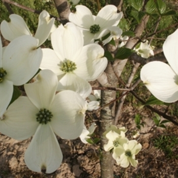 Cornus florida 'Cherokee Princess' - Dogwood Cherokee Princess