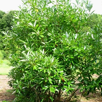 Magnolia virginiana - Sweetbay Magnolia