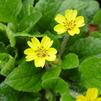 Chrysogonum virginianum - Green and Gold