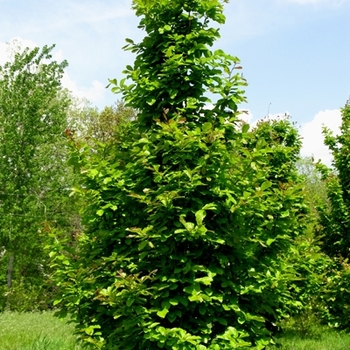 Parrotia persica - Ruby Vase Persian Parrotia
