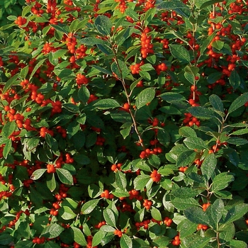 Winterberry Holly - Ilex verticillata