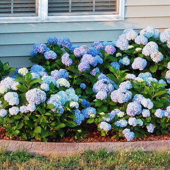 Hydrangea macrophylla 'Big Daddy' - Big Daddy Hydrangea