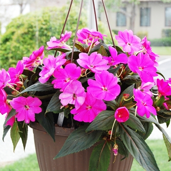 Impatiens 'Lilac' - SunPatiens® Compact Lilac