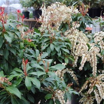 Pieris japonica - Pieris