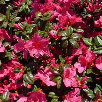 Rhododendron hybrid - 'Sunglow'