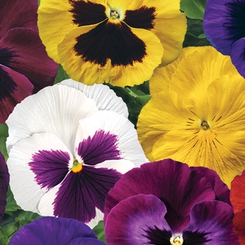 Viola x wittrockiana 'Colossus' - Pansy