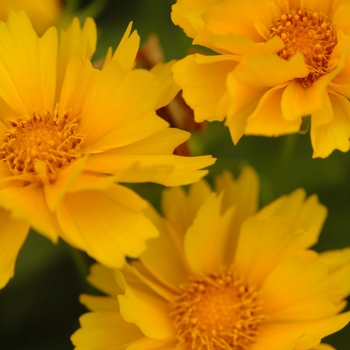 Coreopsis 'Presto' - Threadleaf Coreopsis