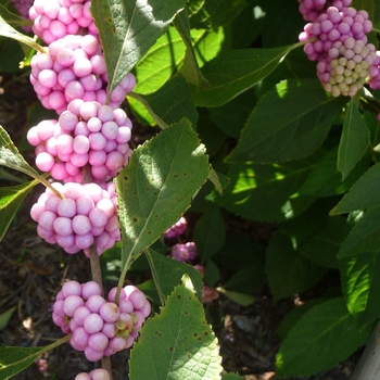 Callicarpa americana - American Beautyberry