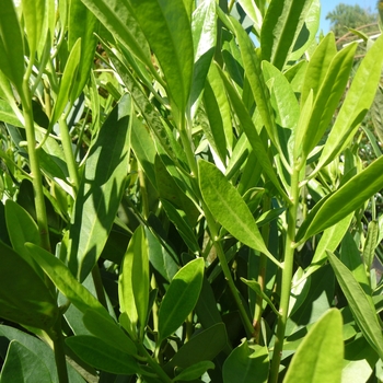 Illicium parviflorum - Anise