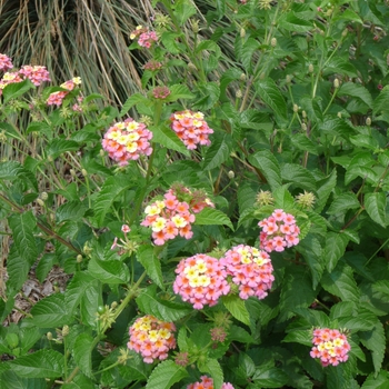 Lantana camara 'Miss Huff' - Hardy Lantana