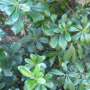 Pittosporum tob 'Wheeler's Dwarf' - 'Wheeler's Dwarf' Mock Orange Pittosporum