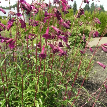 Black beard - Penstemon