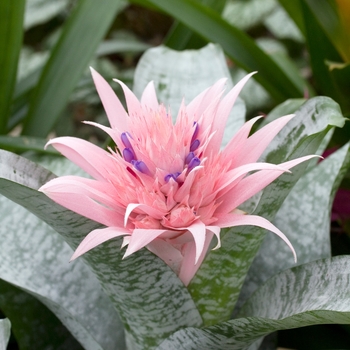 Aechmea fasciata - Urn Plant