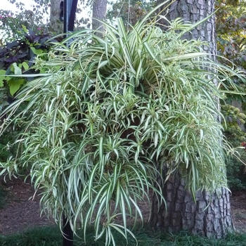 Chlorophytum comosum 'Variegatum' - Variegated Spider Plant