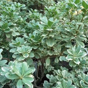 Pittosporum tobira 'Variegata' - Variegated Mock Orange