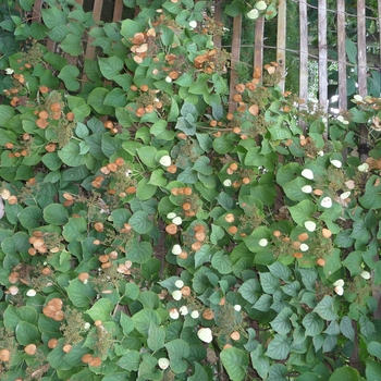 Schizophragma hydrangeoides 'Moonlight' - Japanese Hydrangea Vine