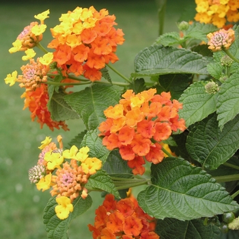 Lantana 'Miss Huff' - Miss Huff Lantana