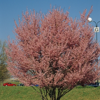 Prunus x 'Okame' - Okame Cherry