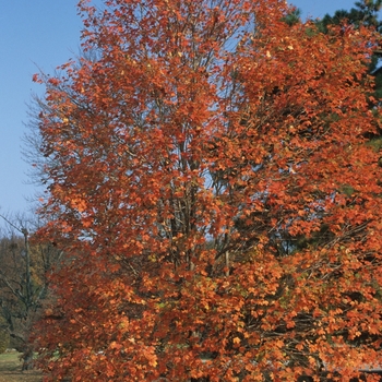 Acer saccharum - Sugar Maple