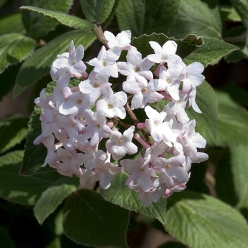 Viburnum carlesii - Korean Spice Viburnum