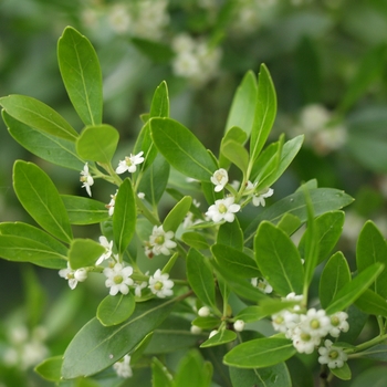 Ilex glabra - Inkberry Holly