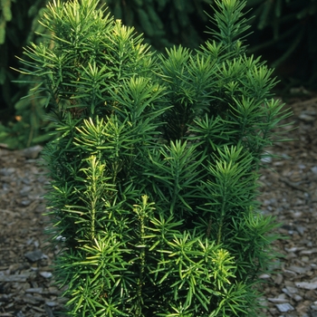 Cephalotaxus harringtonia 'Fastigiata' - Japanese Plum Yew