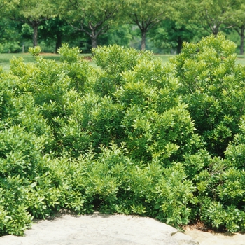 Myrica cerifera - Southern Wax Myrtle